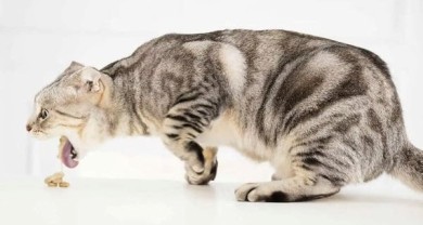 Bệnh búi lông ở mèo là gì?