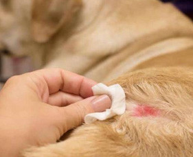 Cách phòng ngừa, điều trị và không bị tái lại bệnh viêm da nấm trên chó mèo