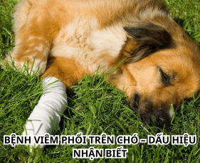 BỆNH VIÊM PHỔI TRÊN CHÓ – DẤU HIỆU NHẬN BIẾT, NGUYÊN NHÂN VÀ CÁCH ĐIỀU TRỊ HIỆU QUẢ