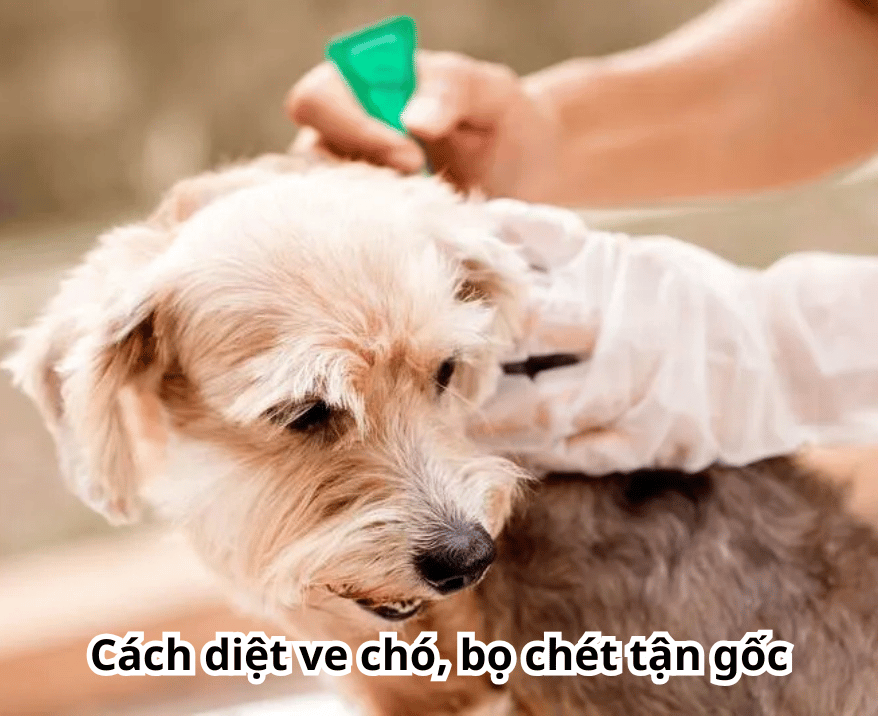 Cách diệt ve chó, bọ chét tận gốc