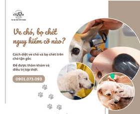 Cách diệt ve chó và bọ chét trên chó tận gốc