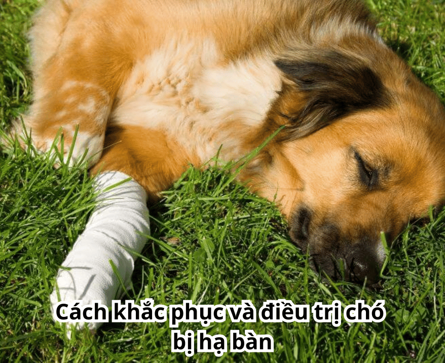 Cách khắc phục và điều trị chó bị hạ bàn