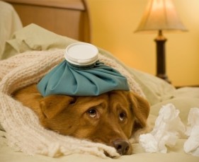 Chó bị cảm lạnh không chỉ là một vấn đề sức khỏe phổ biến