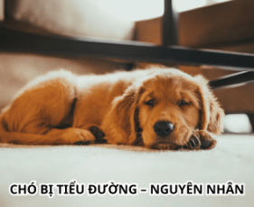 Chó Bị Tiểu Đường: Nguyên Nhân, Dấu Hiệu Và Cách Điều Trị Hiệu Quả