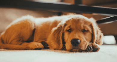 Chó Bị Tiểu Đường: Nguyên Nhân, Dấu Hiệu Và Cách Điều Trị Hiệu Quả