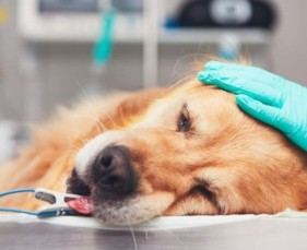 Chó bị viêm phổi là tình trạng viêm hoặc nhiễm trùng ở phổi