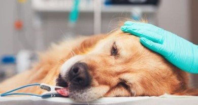 Chó bị viêm phổi là tình trạng viêm hoặc nhiễm trùng ở phổi