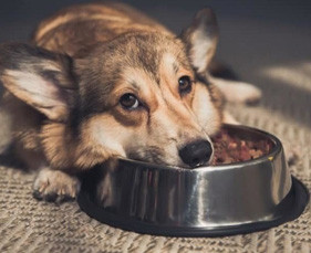 Tìm hiểu về chứng biếng ăn ở chó