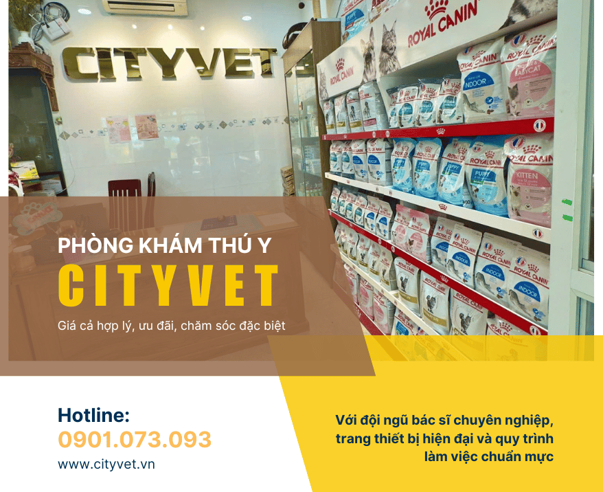 dich-vu-thu-y-tai-nha