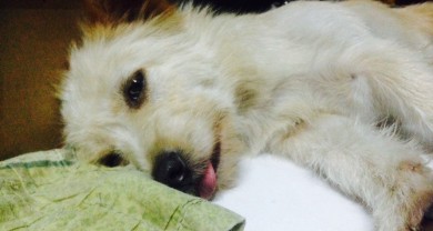 Hạ Canxi Huyết Sau Sinh (Hội Chứng Sản Giật) Ở Chó Mèo