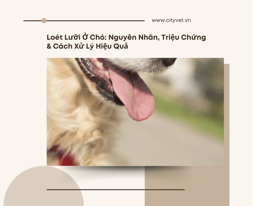 loet-luoi-o-cho1