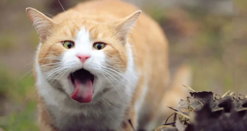 Luoi-bi-tim-tai-la-dau-hieu-cho