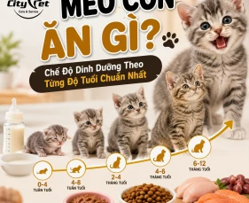 Mèo Con Ăn Gì? Chế Độ Dinh Dưỡng Theo Từng Độ Tuổi