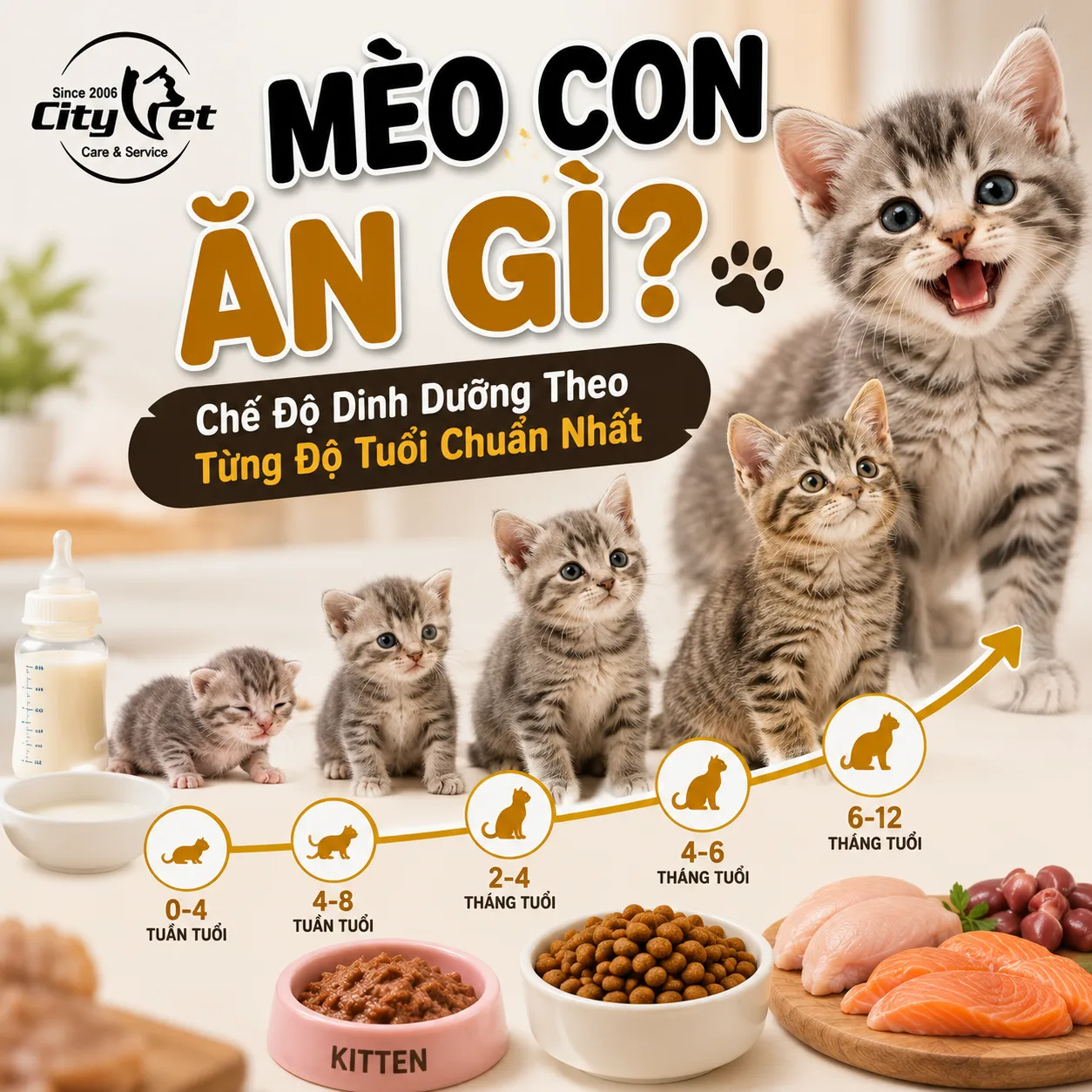meo-con-an-gi-che-do-dinh-duong-theo-tung-do-tuoi