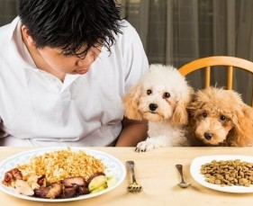 Nên cho chó ăn cơm hay hạt?