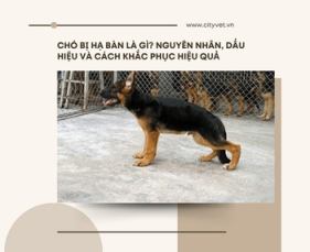 CHÓ BỊ HẠ BÀN LÀ GÌ? NGUYÊN NHÂN, DẤU HIỆU VÀ CÁCH KHẮC PHỤC HIỆU QUẢ