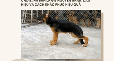 CHÓ BỊ HẠ BÀN LÀ GÌ? NGUYÊN NHÂN, DẤU HIỆU VÀ CÁCH KHẮC PHỤC HIỆU QUẢ