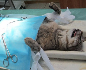 Những dịch vụ phẫu thuật cho chó mèo