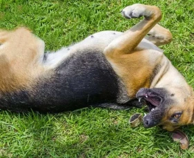 Sốc Nhiệt Ở Chó Mèo: Dấu Hiệu, Nguy Hiểm và Cách Xử Lý Kịp Thời