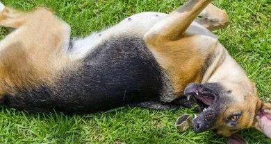 Sốc Nhiệt Ở Chó Mèo: Dấu Hiệu, Nguy Hiểm và Cách Xử Lý Kịp Thời