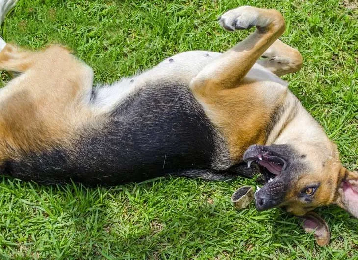 Sốc Nhiệt Ở Chó Mèo