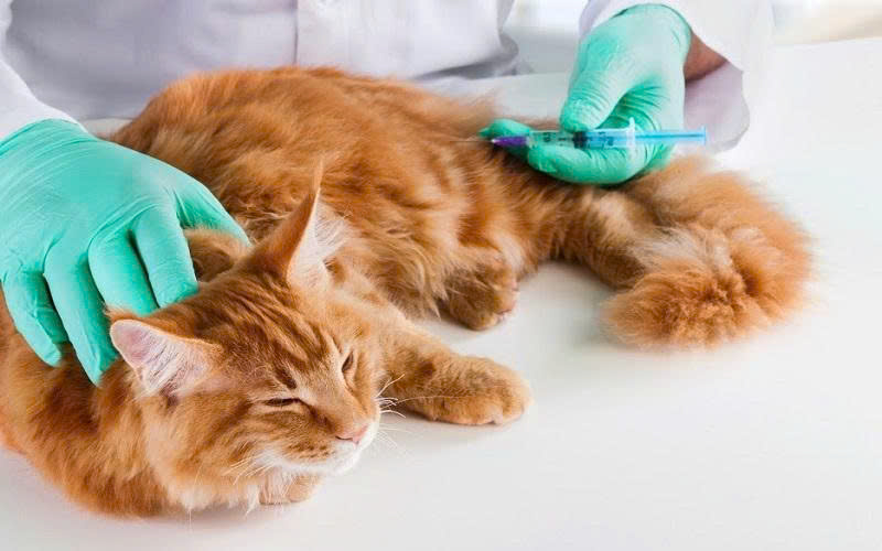 Lịch tiêm ngừa cho mèo con tại Bến Tre – Hướng dẫn chăm sóc và tiêm phòng đúng lịch tải xuống (1)-1