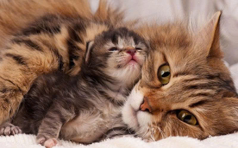 Lịch tiêm ngừa cho mèo con tại Bến Tre – Hướng dẫn chăm sóc và tiêm phòng đúng lịch tải xuống-1