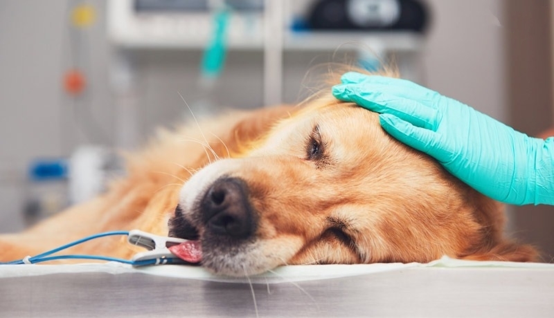 Chó bị ngộ độc: Dấu hiệu nhận biết, cách xử lý khẩn cấp và phòng ngừa tải xuống (10)