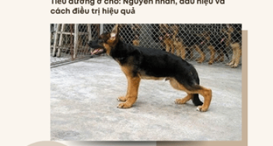 Tiểu đường ở chó: Nguyên nhân, dấu hiệu và cách điều trị hiệu quả