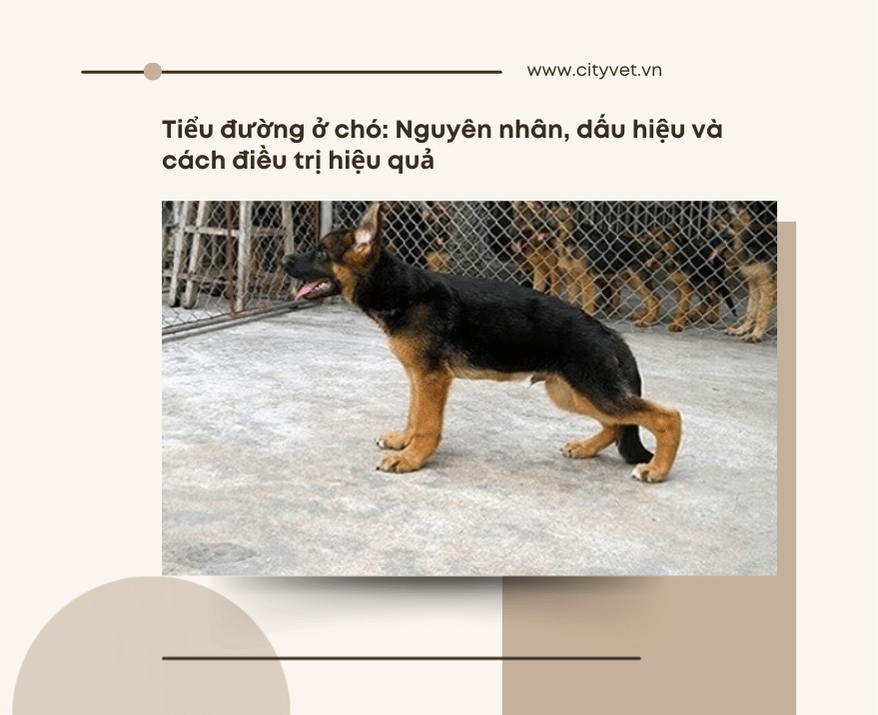 tieu-duong-o-cho-nguyen-nhan-dau-hieu-va-cach-dieu-tri-hieu-qua1