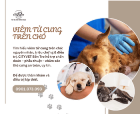 Tìm hiểu viêm tử cung trên chó: nguyên nhân, triệu chứng & điều trị