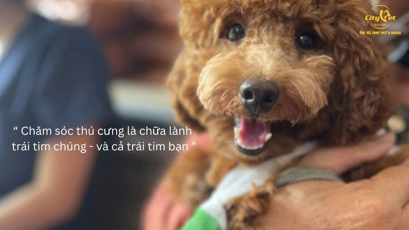 Vì Sao Nên Chọn Dịch Vụ Thú Y Tại Nhà