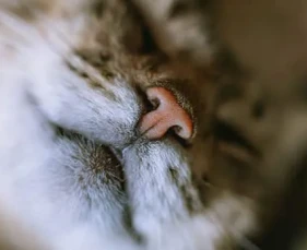 Viêm mũi khí quản do virus ở mèo