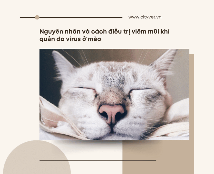 viem-mui-khi-quan-do-virus-o-meo1-1