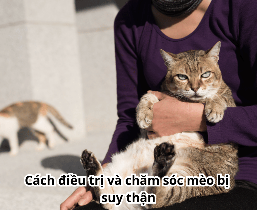 cach dieu tri suy than o meo cach dieu tri suy than o meo