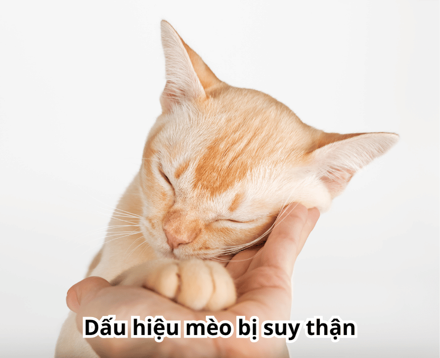 dau hieu suy than o meo