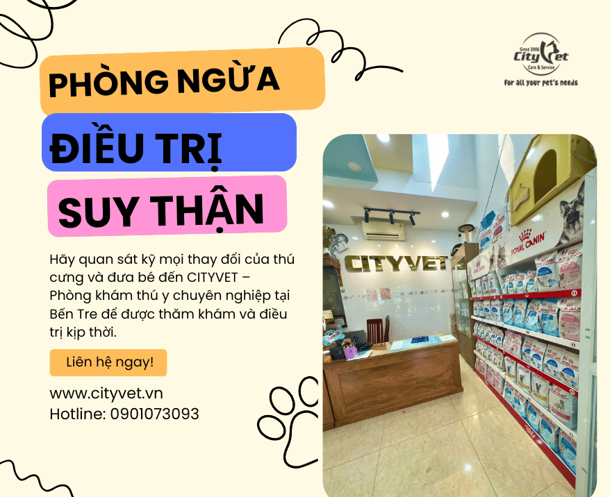 lien he dia chi dieu tri suy than o meo lien he dia chi dieu tri suy than o meo