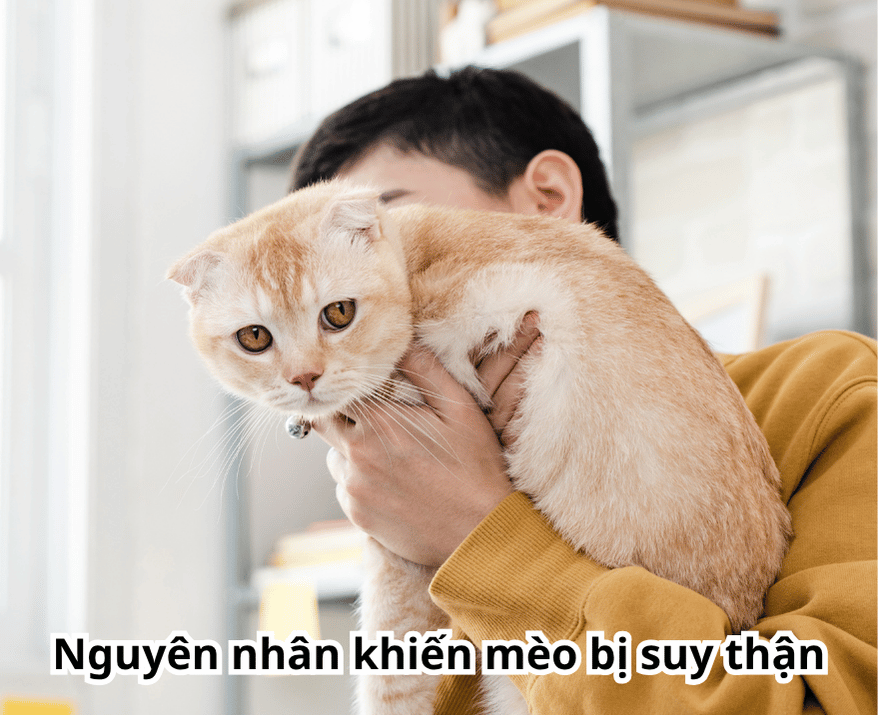 Nguyên nhân khiến mèo bị suy thận Nguyên nhân khiến mèo bị suy thận