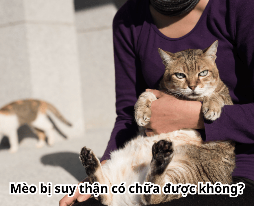 suy than o meo co chua duoc khong suy than o meo co chua duoc khong