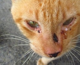 5 Lý Do Khiến Mèo Bị Chảy Nước Mắt Thường Xuyên