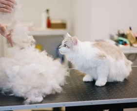 6 dấu hiệu mèo bị tắt búi lông