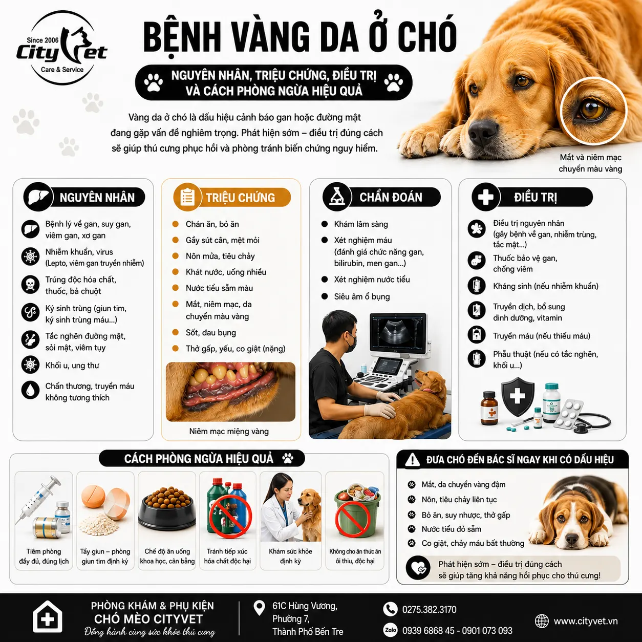 Nguyên nhân gây bệnh vàng da ở chó b112b2dc-afd6-4f83-8a6c-4af847d9c457