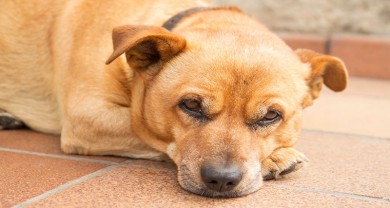 Bệnh Care ở chó