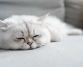 Bệnh gan nhiễm mỡ ở mèo