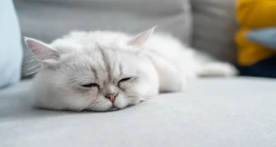 Bệnh gan nhiễm mỡ ở mèo