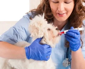 Bệnh hô hấp ở chó nguy hiểm không