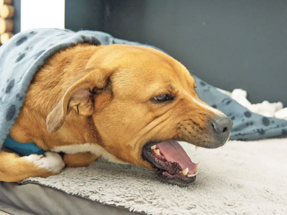 benh-ho-hap-o-cho-nguy-hiem-khong2