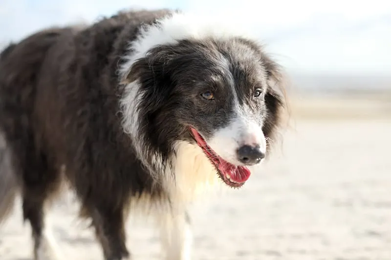 benh tim mach o cho1