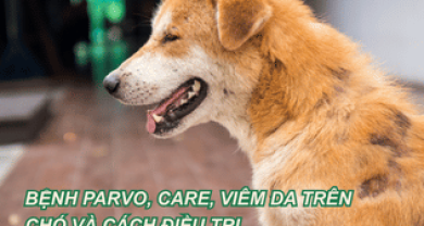 BỆNH PARVO, CARE, VIÊM DA TRÊN CHÓ VÀ CÁCH ĐIỀU TRỊ