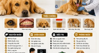 Bệnh Vàng Da Ở Chó: Nguyên Nhân, Triệu Chứng, Điều Trị Và Cách Phòng Ngừa Hiệu Quả